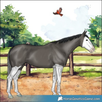 Horse Color:Grullo Splash 