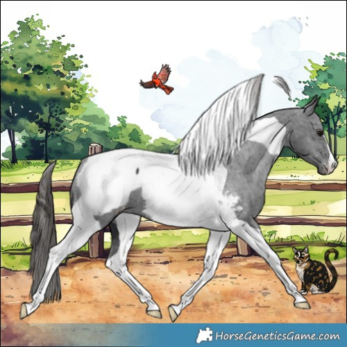 Horse Color:Black Tobiano Snowcap 