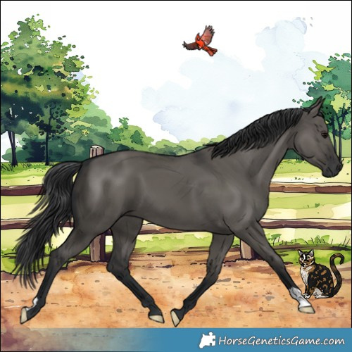 Horse Color:Grullo 