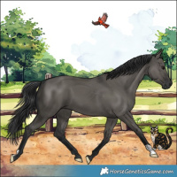 Horse Color:Grullo 