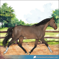 Horse Color:Brown Dun 
