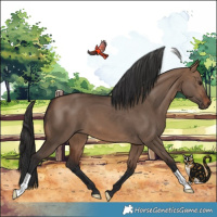 Horse Color:Brown Dun 