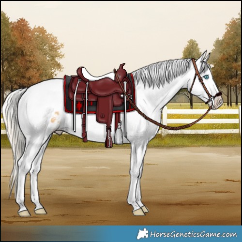 Horse Color:Palomino Dun Splash Tobiano Varnish Rabicano 