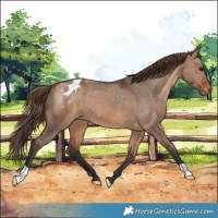 Horse Color:Bay Dun Appaloosa 