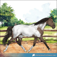 Horse Color:Liver Red Dun Appaloosa Brindle 