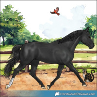 Horse Color:Black 