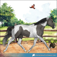 Horse Color:Grullo Tobiano 