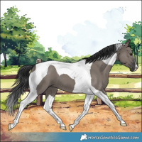 Horse Color:Grullo Tobiano