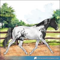 Horse Color:Black Tobiano Appaloosa