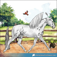 Horse Color:Black Tobiano Blanket 