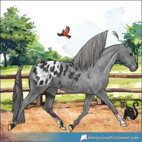 Horse Color:Black Blanket 