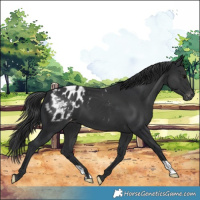 Horse Color:Black Appaloosa 