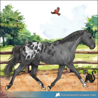 Horse Color:Black Appaloosa 