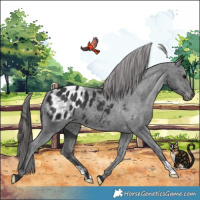 Horse Color:Black Blanket 