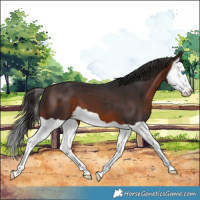 Horse Color:Brown Splash 