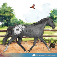 Horse Color:Black Appaloosa 