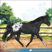 Horse Color:Black Appaloosa 