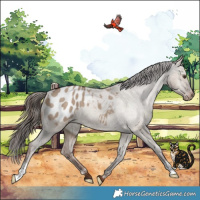 Horse Color:Liver Red Dun Appaloosa 