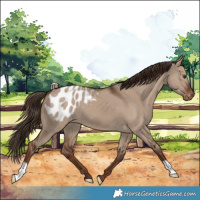 Horse Color:Liver Red Dun Appaloosa 