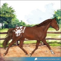 Horse Color:Chestnut Appaloosa 