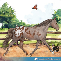 Horse Color:Chestnut Appaloosa 