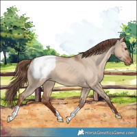 Horse Color:Red Dun Appaloosa 
