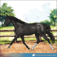 Horse Color:Liver Chestnut Appaloosa 