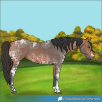 Horse Color:Bay Ice 