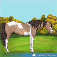 Horse Color:Amber Champagne Tobiano