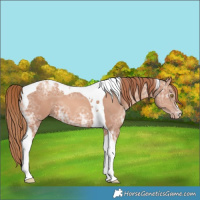Horse Color:Gold Champagne Ice Tobiano 