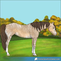 Horse Color:Amber Cream Champagne Ice