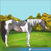 Horse Color:Brown Ice Tobiano 