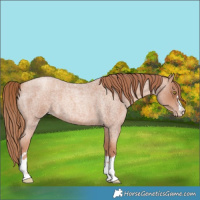 Horse Color:Gold Champagne Roan