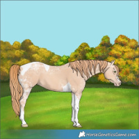 Horse Color:Gold Champagne Ice Tobiano 