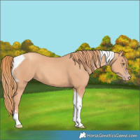 Horse Color:Gold Champagne Tobiano
