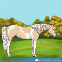 Horse Color:Silver Amber Cream Champagne Tobiano
