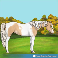 Horse Color:Gold Cream Champagne Tobiano