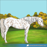 Horse Color:Chocolate Palomino Ice Leopard