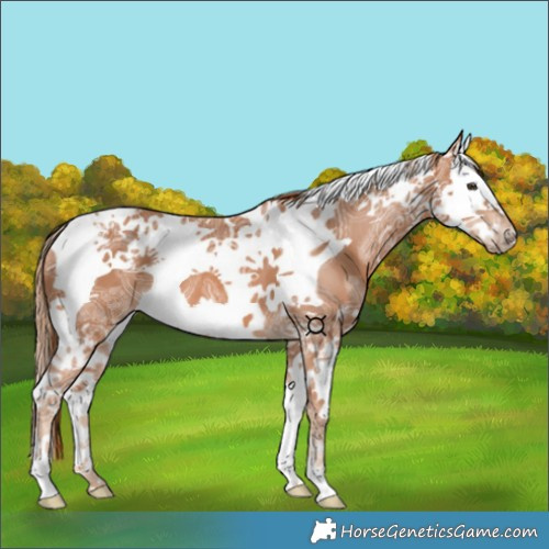 Horse Color:Chestnut Ice Splash Tobiano 
