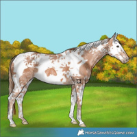 Horse Color:Chestnut Ice Splash Tobiano