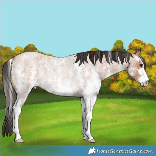 Horse Color:Bay Roan Sabino Rabicano 