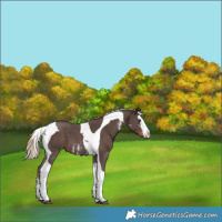 Horse Color:Liver Chestnut Sabino Splash Tobiano Appaloosa 