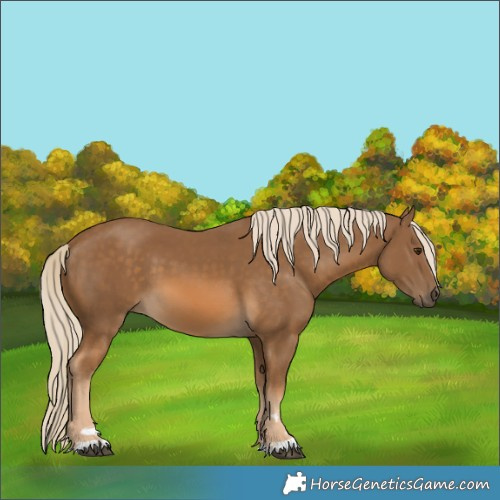 Horse Color:Chocolate Palomino 