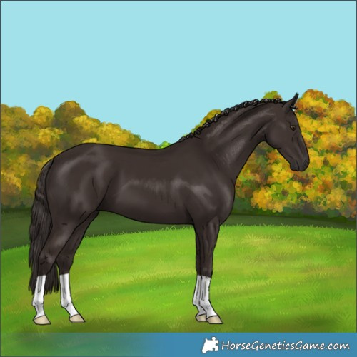 Horse Color:Liver Chestnut 