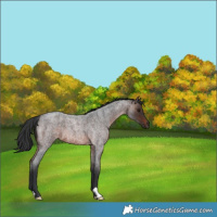 Horse Color:Brown Roan