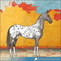 Horse Color:Grullo Near Leopard 