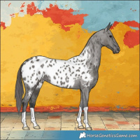 Horse Color:Grullo Near Leopard 
