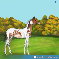 Horse Color:White Spotted Brown Tobiano Appaloosa