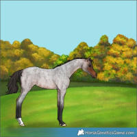 Horse Color:Bay Roan 