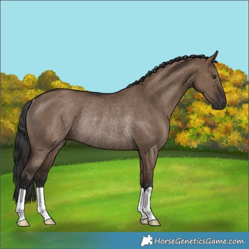 Horse Color:Liver Red Dun Rabicano 
